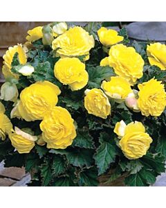 Бегония Double Yellow 5/6