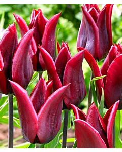 Лале lily-flowered Lasting Love 11/12
