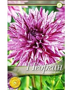 Далия Blackberry ripple