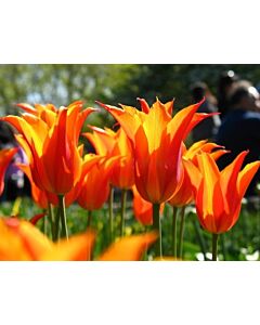 Лале Lilyflowering Ballerina 11/12