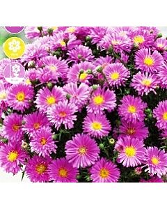 Астра dumosus Pink Tobias - 1оп (1 коренище)