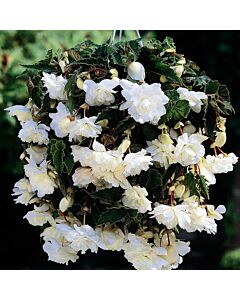 Бегония Pendula White 5/6
