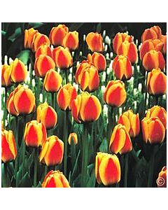 Лале Darwin Hybrids apeldoorn`s elite 12/+