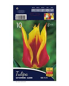 Лале Lilyflowering Aladdin 11/12