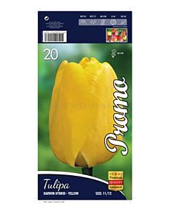 Лале Darwin Hybrid Yellow