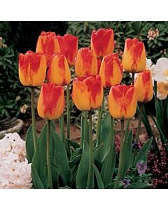 Лале Darwin hybrids orange queen 11/12