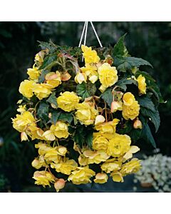 Бегония Pendula Yellow 5/6