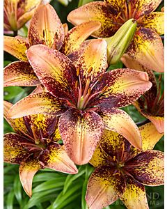 Flora Elite Lilium asiatic Tribal Dance 1 оп-2 бр