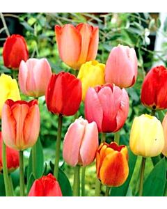 лалета Longstemmed Mixed