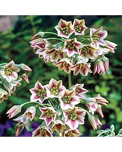 Декоративен лук  Allium Siculum 1 бр