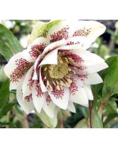 Кукуряк / Helleborus Double Ellen Spotted White / 1 бр