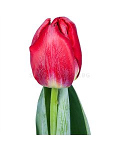 Лале /Tulip ''ANTARTICA FIRE/ 1 бр