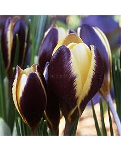 Минзухар /Crocus chrysanthus Herald / 