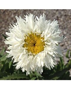 Маргаритки / Leucanthemum Double White / 1 бр