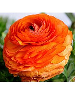 Ранункулус Picotte Orange 