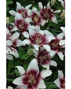 Лилиум азиатски  /Lilium asiatic Centerfold / 