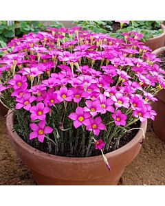 Оксалис/Oxalis hirta 'Gothenburg'/ 1бр 