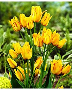 Лале (Tulip) Multiflora Marienthal 11/12