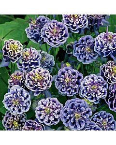 Аквилегия / Aquilegia Double Blue / 1 бр