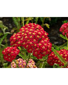 Равнец- червен Паприка / achillea millefolium paprika / 1 бр