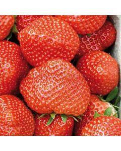 Ягоди Елиани, размер А+ /FRAGARIA ELIANNY/