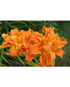 Хемерокалис двоен оранж / Hemerocallis Double orange / 1 бр