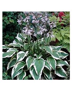 Хоста - Hosta Antioch - 1 бр 