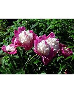 Божур - Paeonia Santa Fe - 1 бр