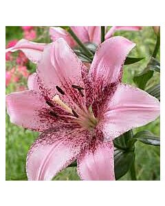 Лилиум - Lilium la-hybrids 'Cogoleto' - 1 бр