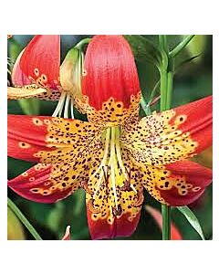 Лилиум - Lilium miscellaneous 'Fusion' -1 бр