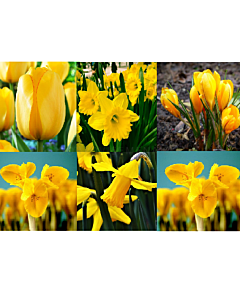 Луковици микс в жълто - Yellow Garden in Gift Bag (50 луковици)