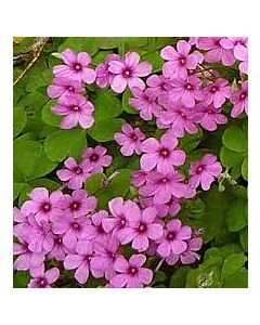 Оксалис /Oxalis brasiliensis/ 1 бр