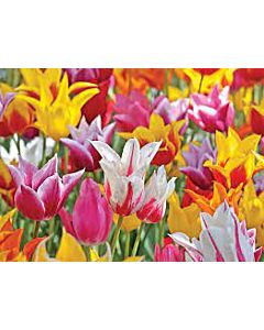Лале lily-flowered mix /