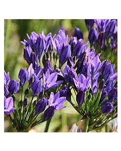 Трителея / Triteleia 'Twilight' / 10 бр