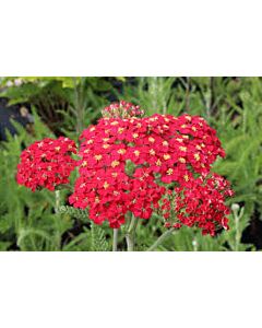 Равнец -паприка / Achillea Paprika/ 1 бр
