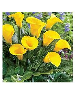 Кала - Zantedeschia 'Black Magic' - 1 бр