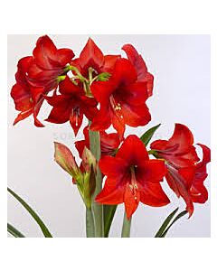 Амарилис /Hippeastrum diamond 'Rapido'/- 1 бр