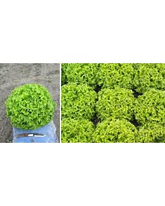 Пелети салата батавия ОЛЕОЛЕ ( OLEOLE F1) Syngenta 1 оп-5 000 сем