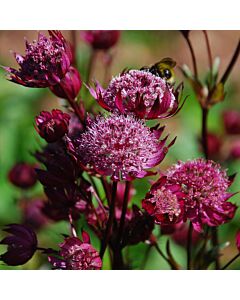 Астранция /Astrantia Ruby Wedding/ 1 бр