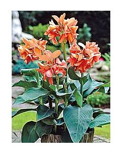 Канна 'Salmon Beauty'/ 1 бр