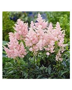 Астилбе - Astilbe Erika - 1 бр		