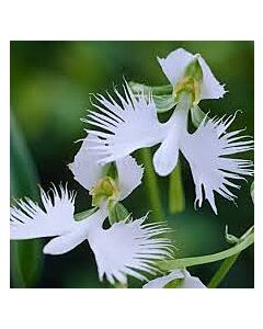 Орхидея /Habenaria variegata/ 1 бр