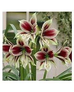 Амарилис /Hippeastrum 'Papilio'/ 1 бр