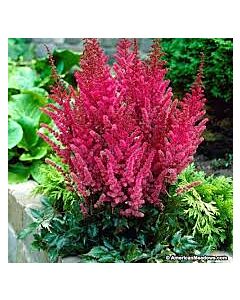 Астилбе - Astilbe Maggie Daley - 1 бр