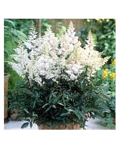 Астилбе - Astilbe Rock and Roll - 1 бр