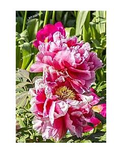Божур розово-бял / Paeonia  pink/white/ -1 бр