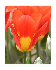 Лале /Tulip Juan/ 11/12