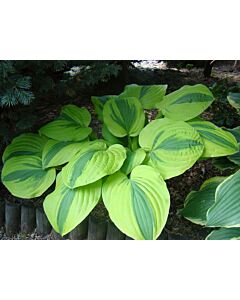 Хоста -  Hosta Moonsplit - 1 бр			