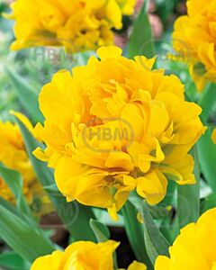 Лале Monte Peony /Special edition/ 1 бр*