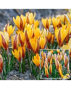 Минзухари  / Crocus 'Early Gold' / 1 бр